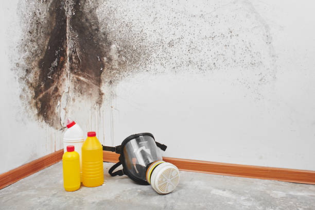 Best Office Mold Removal Services  in Gallipolis, OH