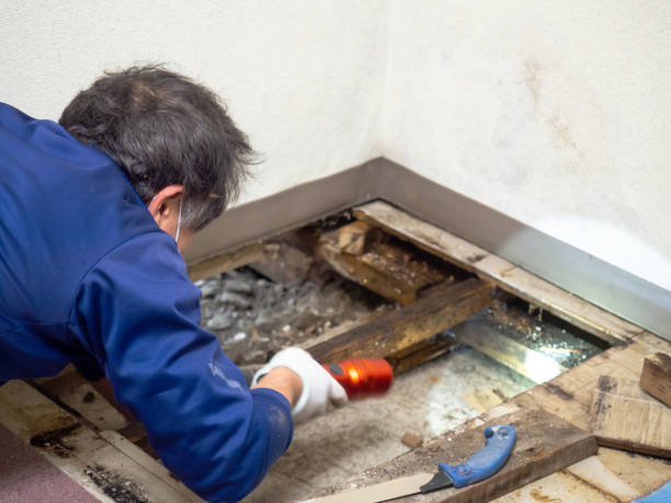 Best Crawl Space Mold Removal  in Gallipolis, OH