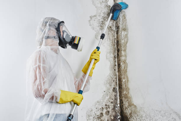 Best Mold Cleaning Services  in Gallipolis, OH