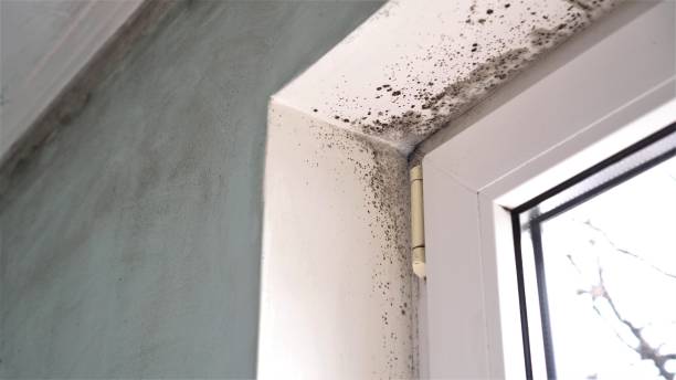 Certified Mold Removal in Gallipolis, OH