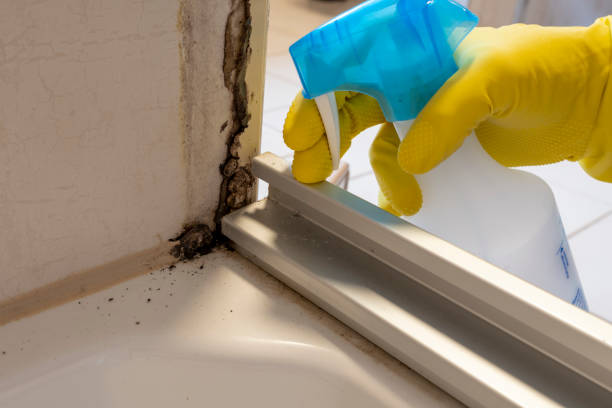 Best Commercial Mold Removal  in Gallipolis, OH