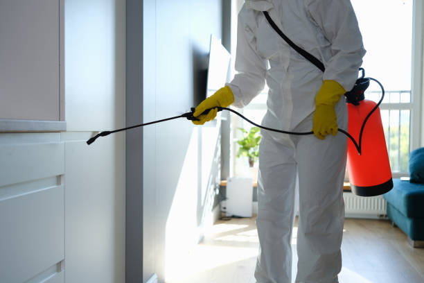 Best Same-Day Mold Removal  in Gallipolis, OH