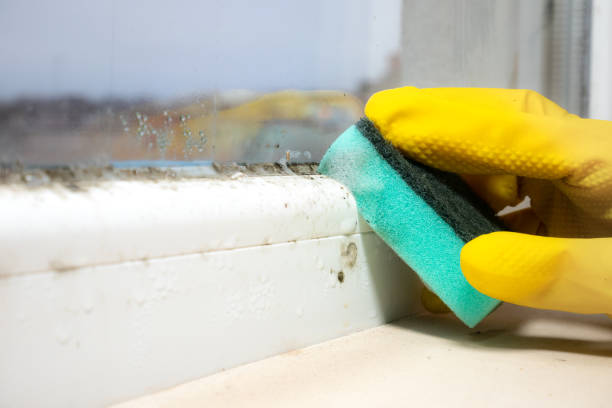 Best Attic Mold Removal  in Gallipolis, OH