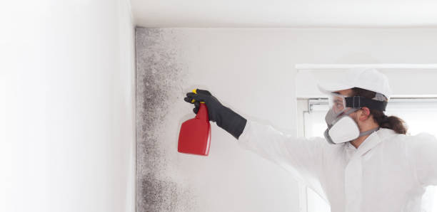 Best Mold Damage Repair  in Gallipolis, OH