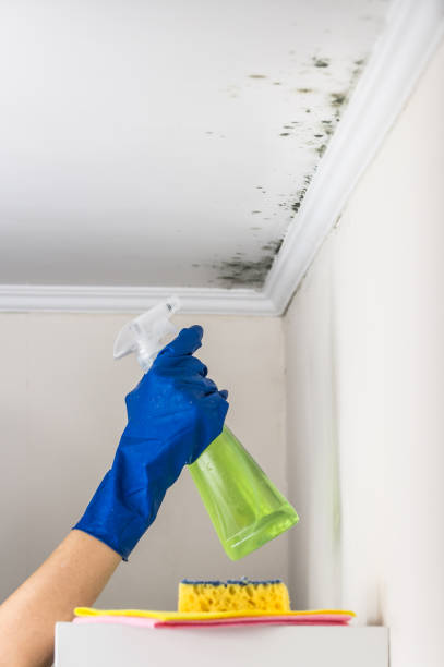 Best Commercial Mold Removal  in Gallipolis, OH